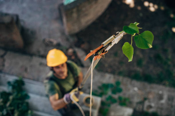 How Our Tree Care Process Works  in  Glen Allen, VA