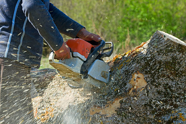 Lawn Grading and Leveling in Glen Allen, VA